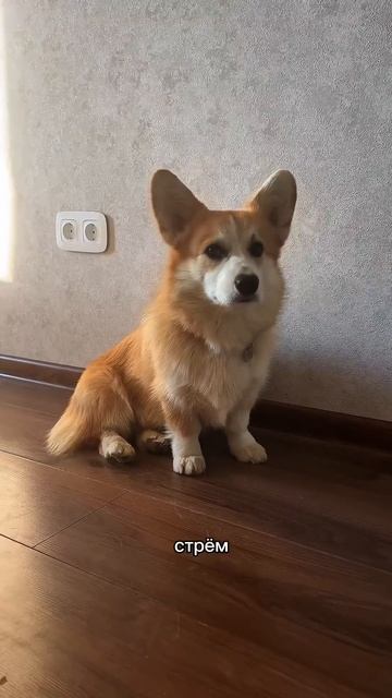 Следи за приключениями Коржика каждый день #корги #corgi #смешныеживотные #tiktok #shorts #шортс