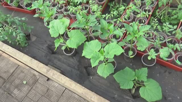 Высаживаю огурцы в теплицу. Чем отличается высадка огурцов от томатов. 17 апреля 2025.