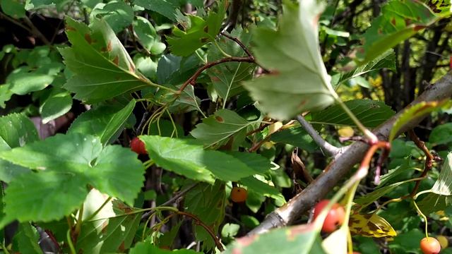 Дикий боярышник на даче