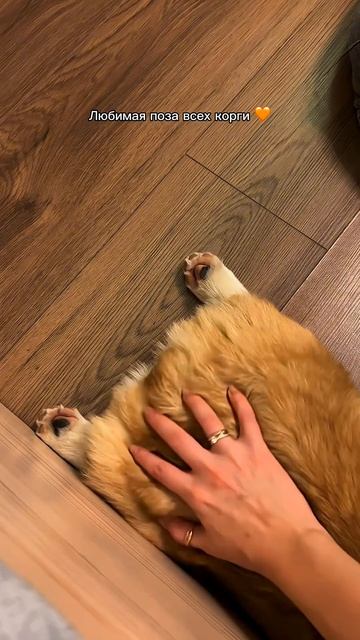 Подписывайся, чтобы не пропустить коржедень #корги #коргипемброк #corgi #корж #коргисобака #shorts