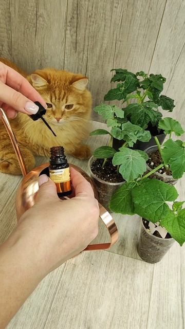 1 капля под любую рассаду и рассада вмиг окрепнет станет мощной!