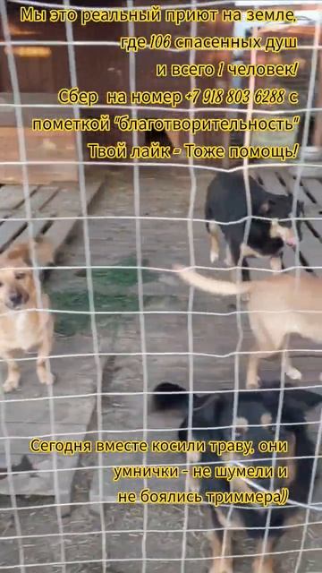 НАС107=106хвостиков  +1человек!