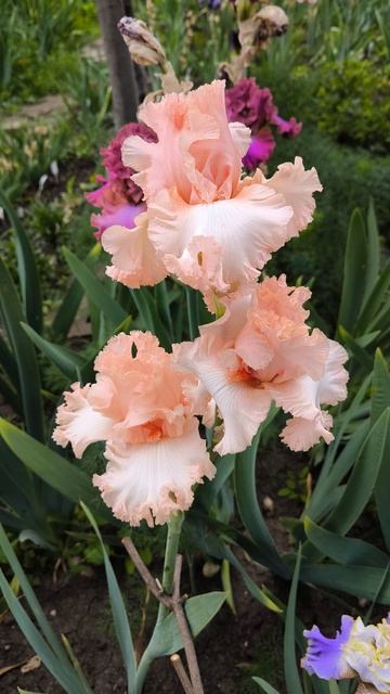 АНКЭНДИШНЛ ЛАВ/ UNCONDITIONL LOVE  (Д. Гио, 2009)