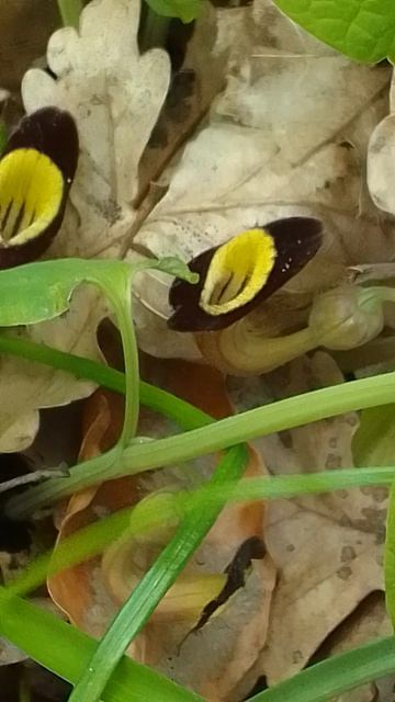 Кирказон в лесу