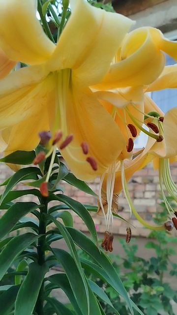 Лилия ОТ гибрид Корковадо.