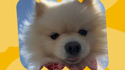 Пёсики на отдыхе