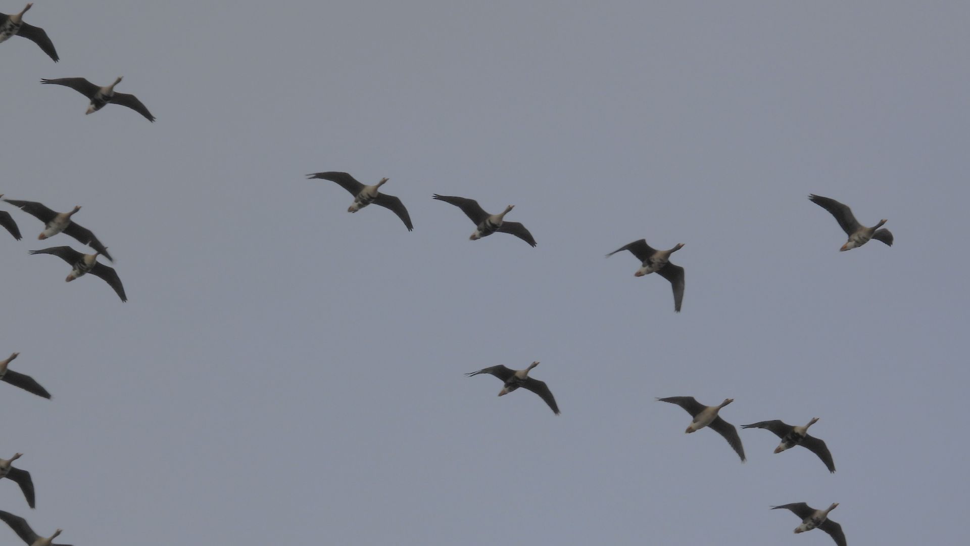 Стаи гусей летят с гоготом, наблюдение птиц в Новгородской области, Ушерско, 17 апреля 2026