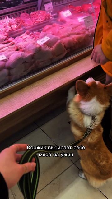 Смешной Коржик каждый день, переходи и смотри