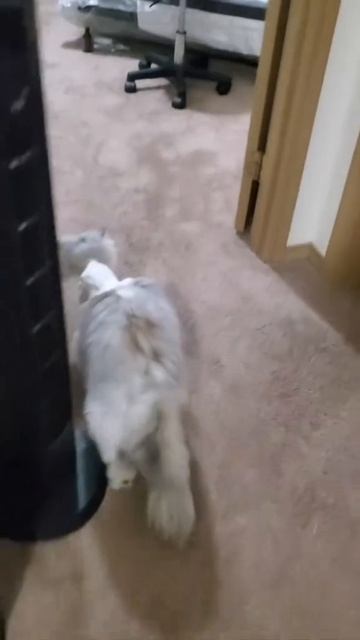 ПРИКОЛЫ С КОТИКАМИ !
СМЕШНЫЕ КОТЫ И КОШКИ 😾 2026 ! 
До слёз