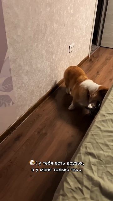 Ты ещё не с нами? Коржик обидится! #корги #corgi #смешныеживотные #tiktok #shorts #шортс