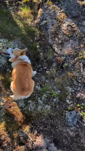 Подписывайся, чтобы не пропустить коржедень #корги #коргипемброк #corgi #корж #коргисобака #shorts