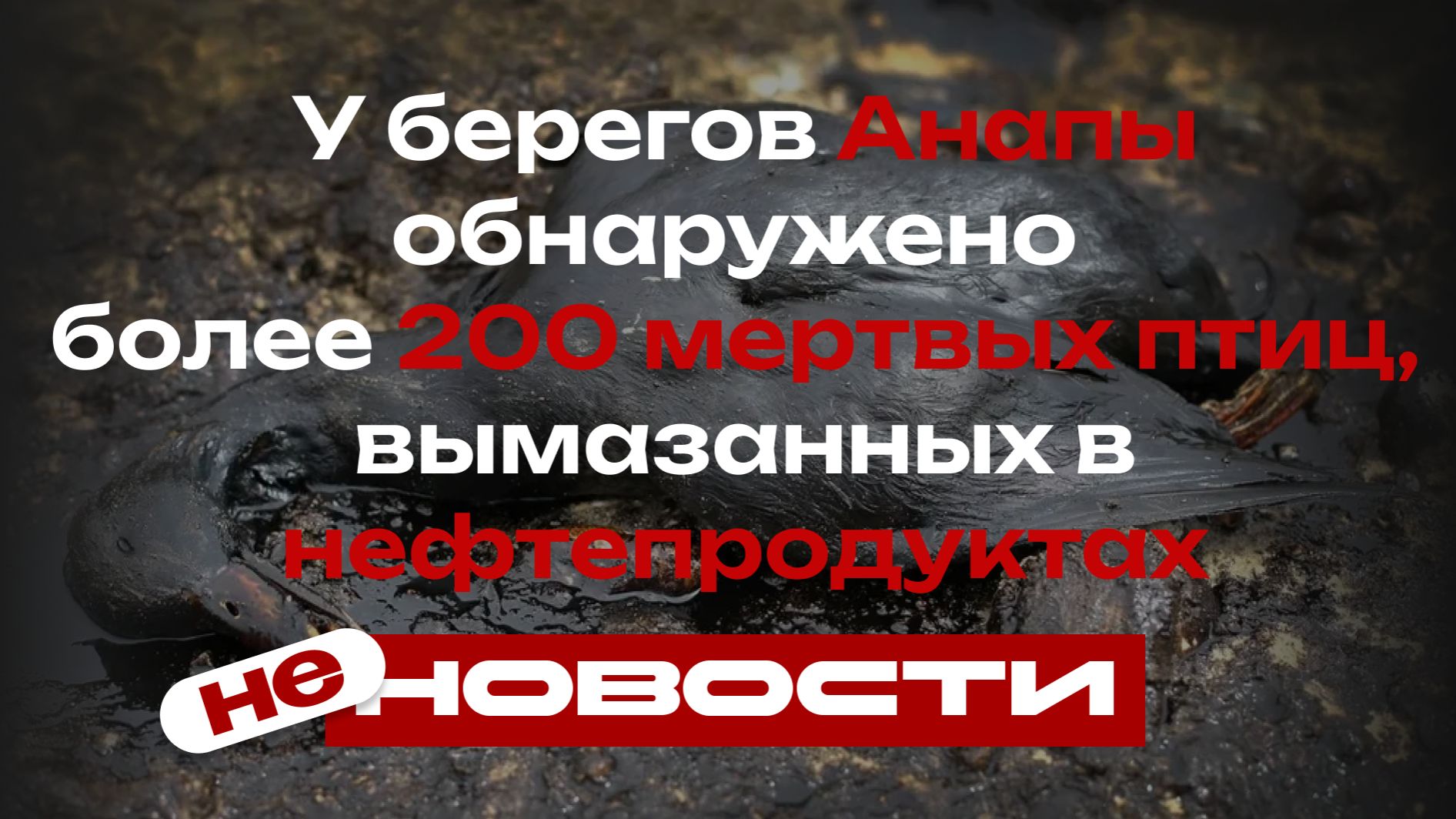 У берегов Анапы обнаружено более двухсот мертвых птиц, вымазанных в нефтепродуктах
