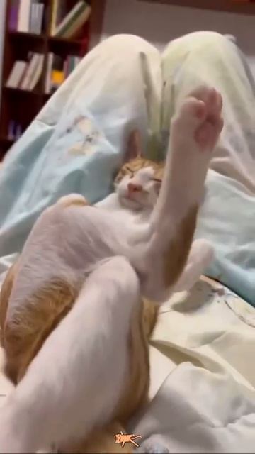 Рабочее утро понедельника, обстановка😂😻