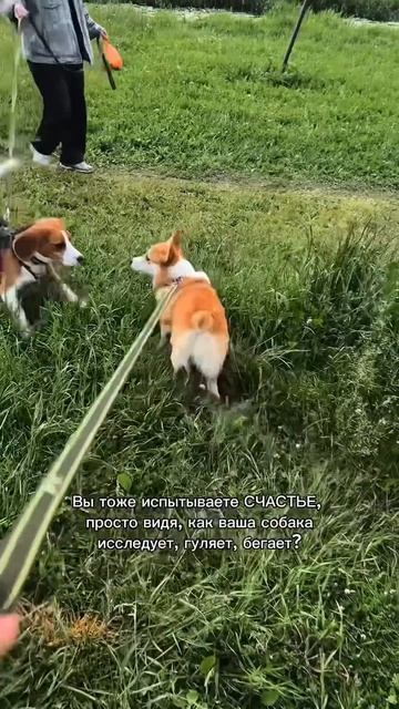 Подписка = ежедневная доза корги #корги #смешныеживотные #funnydogs #corgi #поведение #shorts #шортс