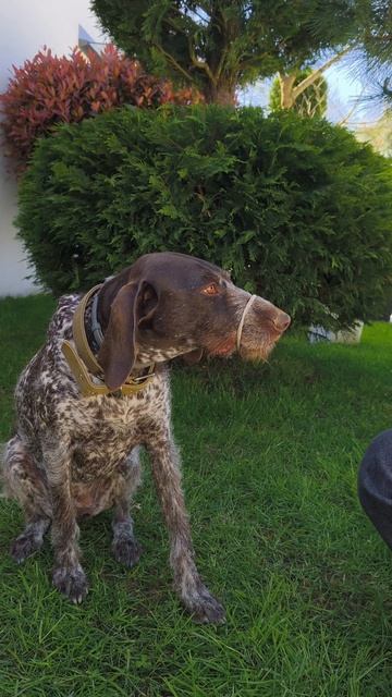 КАК НАУЧИТЬ КОМПНДЕ 