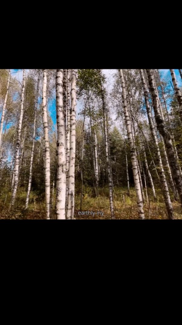 Волшебно #земнойирий #природа #лес #грибы #красотаприроды #лесноеприключение