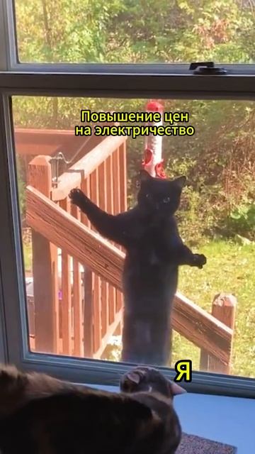#юмор #дом #электричество #тариф #скгаз