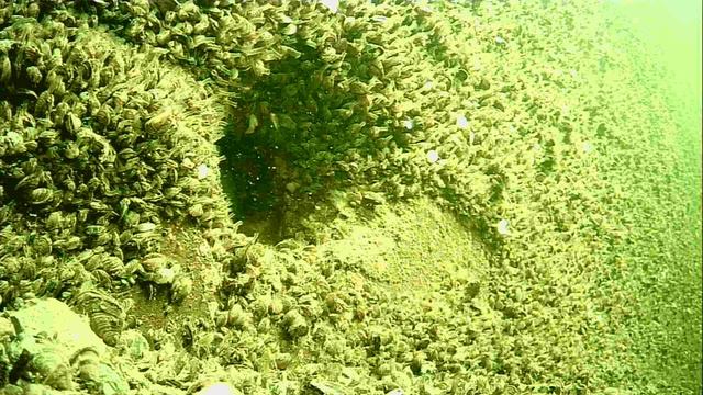 1000015509.mp4Волга гл.5м.17.04.2026г.