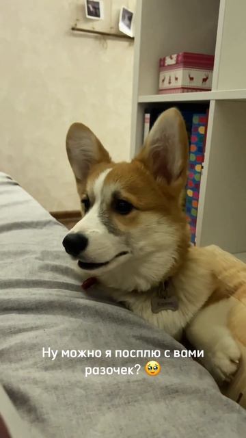 Вот так вот и приходится с Коржом тесниться на полу