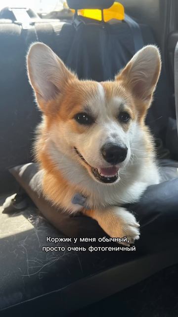 Подписывайся, чтобы не пропустить коржедень #корги #коргипемброк #corgi #корж #коргисобака #shorts
