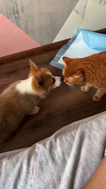 Один лайк= одно поглаживание #корги #corgi #смешныевидео #tiktok #shorts #шортс #собака #corgishorts