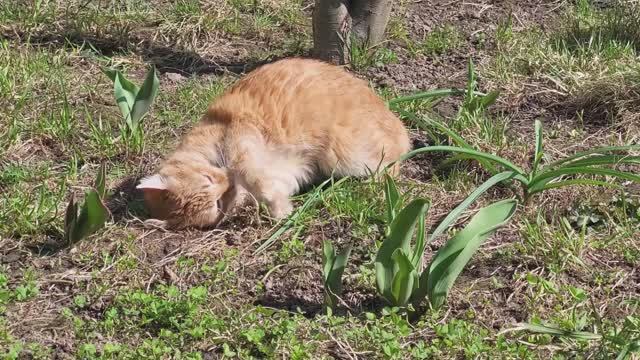 Коты весенние забавы. Spring Fun Of Cats