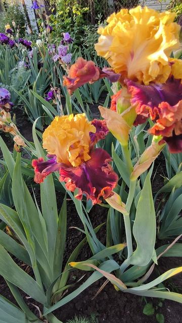 ИМПИРИЭЛ ГАРД /IMPERIAL GUARD (K. Kеппэл, 2016)