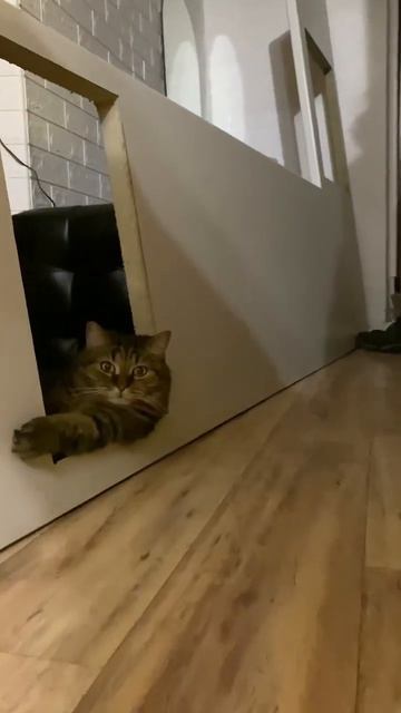 Продам б/у столешницу 240х150. Красноярск. Полный текст в первом комментарии. #смешныекотики