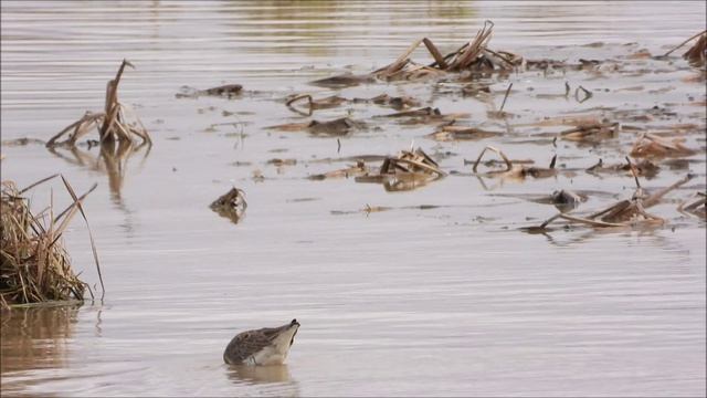 Красная Книга, Большой Веретённик, наблюдение птиц в Новгородской области, Ушерско, 17 апреля 2026