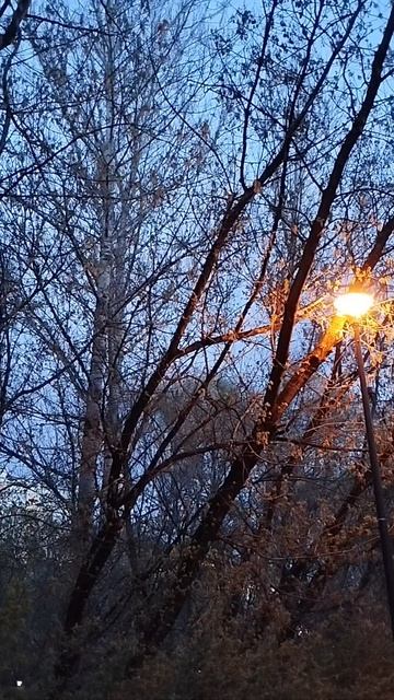 Просто пение вечерних птиц