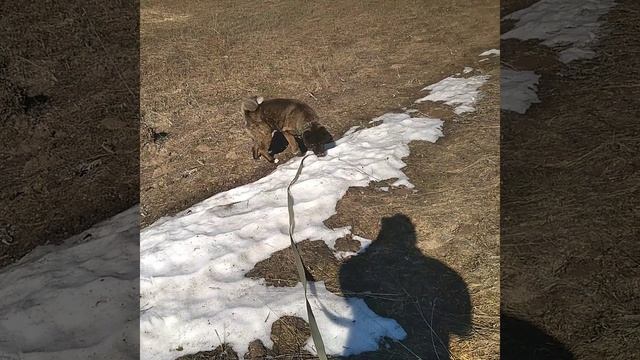 Торик радуется последнему снегу,а мы первоцветами!