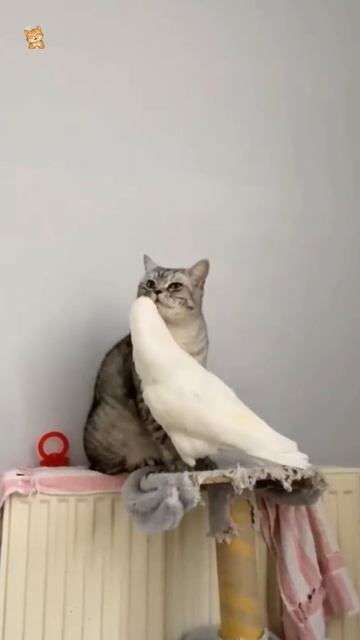 Котэ и птички.😻Веселые котики. Коты хулиганы! Невероятные трюки! #кот #хулиган #трюк #смех #short