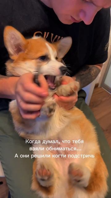 Когти стрижем раз в 2 недели. А Корж все не может привыкнуть. Как думаете, это пройдет или бунт?
