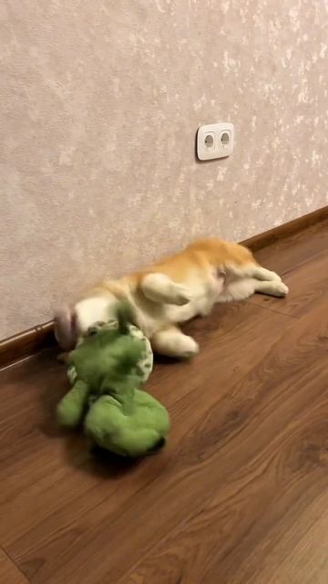 Пушистый Корж каждый день