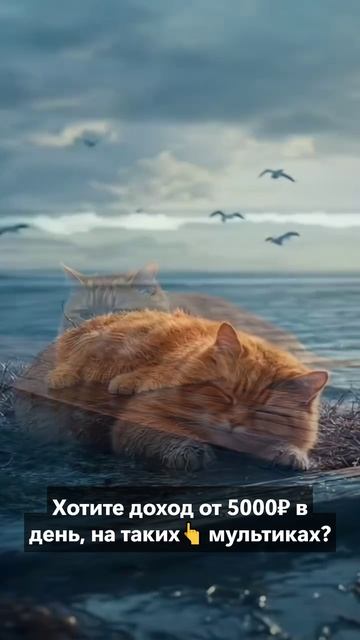 Рыжий Кот - чудесное спасение🔥