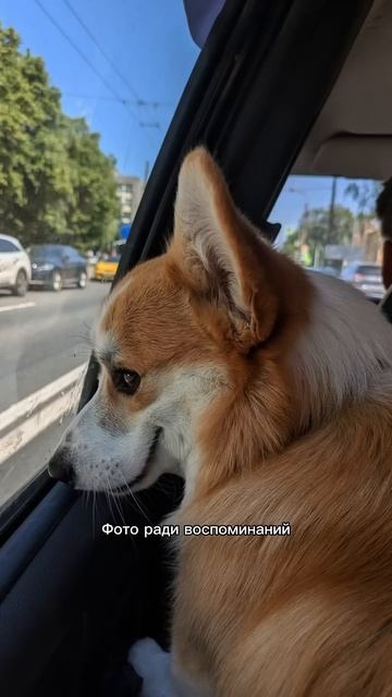 Хочешь ещё милых моментов каждый день? Жми подписку #корги #dogs #corgi #милота #shorts #tiktok
