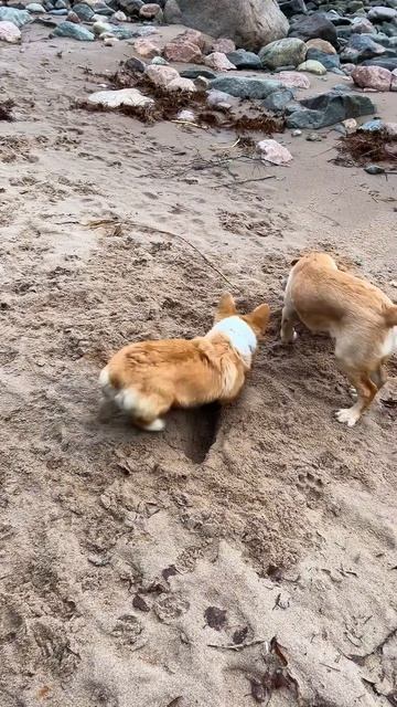 Больше про Коржика в профиле, подписывайся