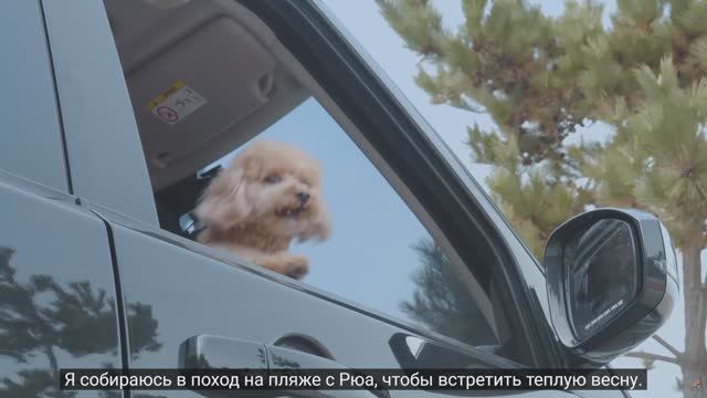 Ryucamp Кемпинг на тихом пляже с моей собакой .