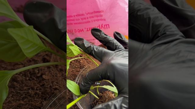 17.04 Пересаживаю рассаду томатов и перцев в больший объем на большой урожай. Сломала перец