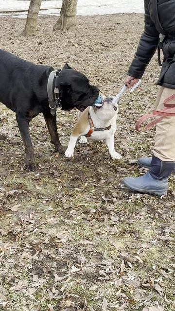 Бульдожка и кане-корсо на прогулке