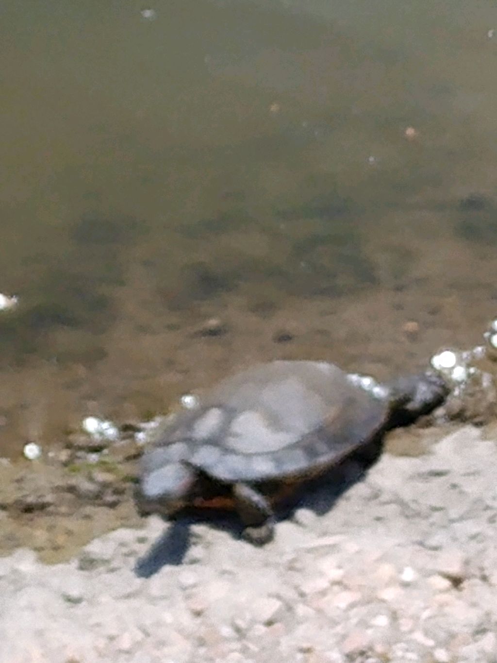 Кларк мпдолммб