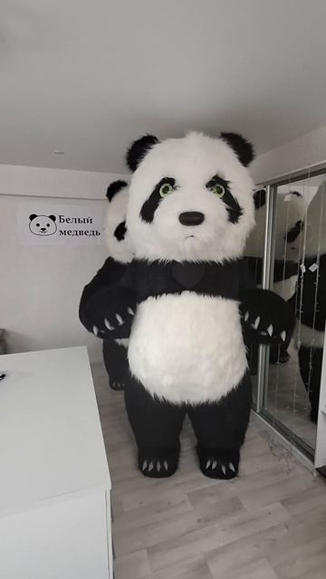 наши панды#пошивмедведя #аэрокостюм #костюммедведя 
#белыймедведь #надувноймедведь
