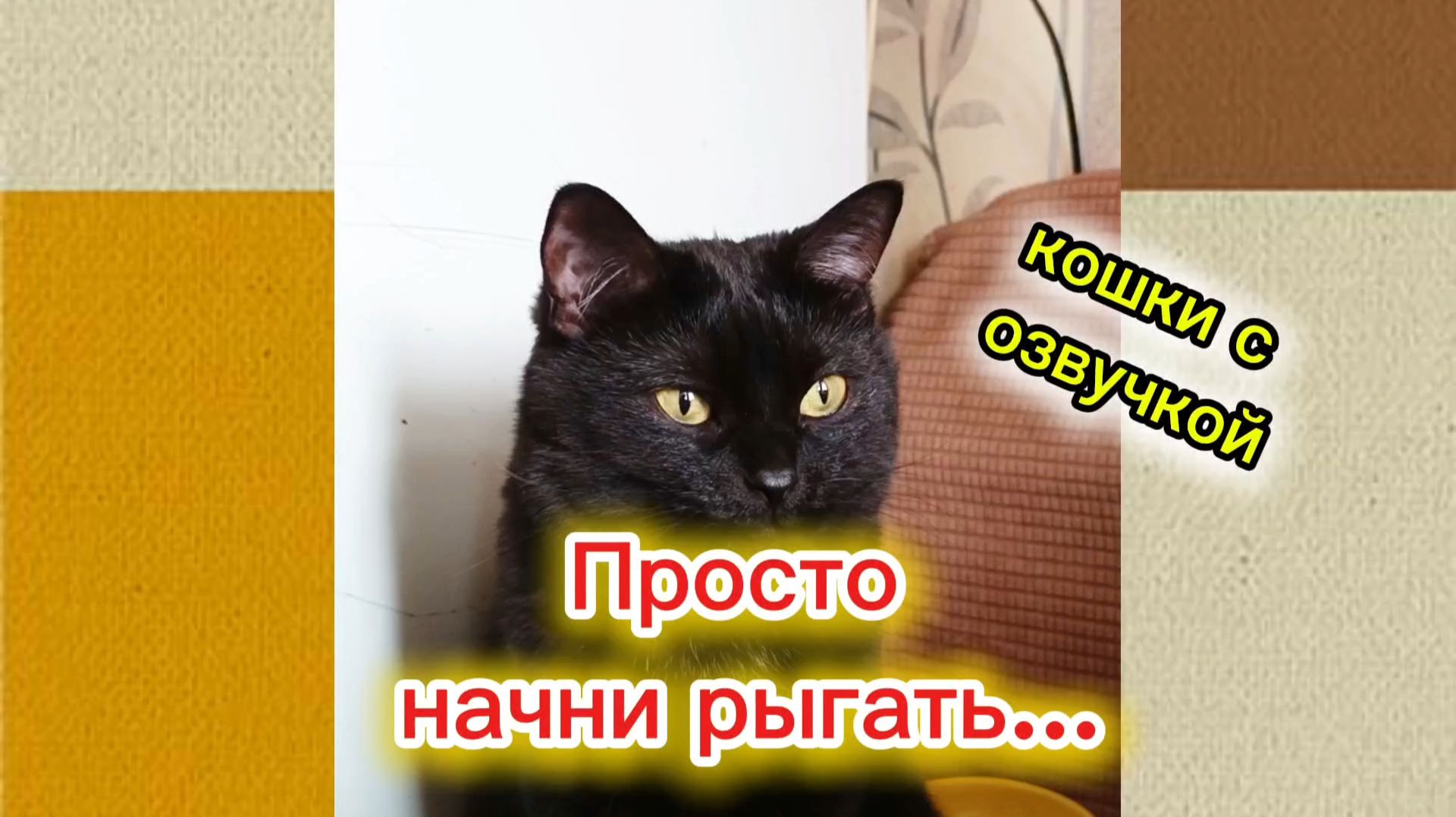 КОШКИ С ОЗВУЧКОЙ 🤣