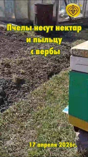 Просто пчелы несут пыльцу и нектар с вербы