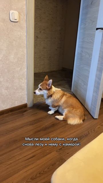 Поделись с тем, кто понимает, что такое “свой пёс” #корги #озвучка #corgi #dogtalk #милота #shorts
