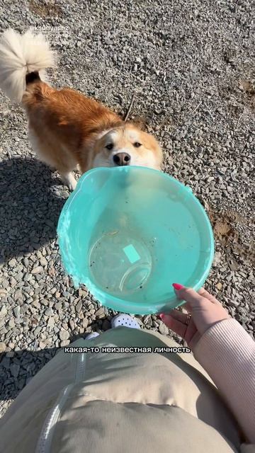 Кто сожрал ведро?