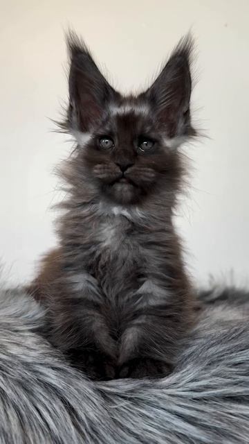 Автор видео: Buttercupcake_mainecoon