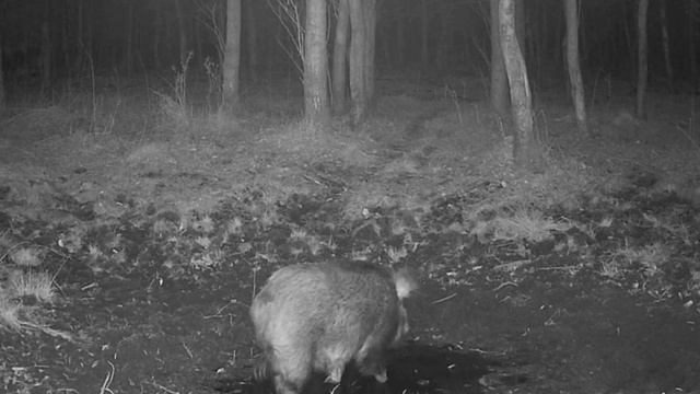 Видео фото ловушки кабанчики