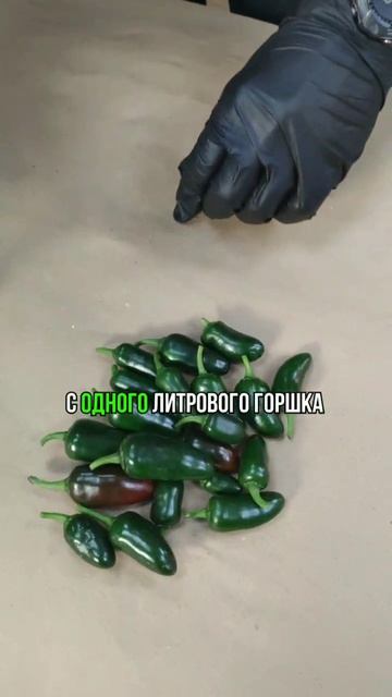 Собираю урожай перца халапеньо 🌶️🔥