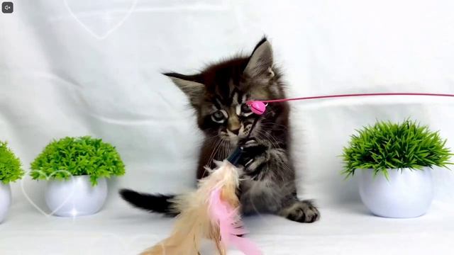 Котята питомника кошек  ЧАРИТОН КУН